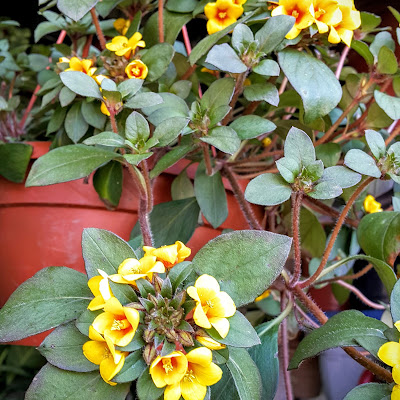 👪 Fᴀᴍíʟɪᴀ Primulaceae  🌷Nᴏᴍᴇ ᴄɪᴇɴᴛíFɪᴄᴏ Lysimachia procumbens ‘Aurea’  🌿 Sɪɴᴏɴíᴍɪᴀ    Nᴏᴍᴇ(s)Pᴏᴘᴜʟᴀʀ(ᴇs)  Yellow Creeping Jenny, Gold Coin, Golden Globes Loosestrife[Ing]; Lisimáquia[Por].