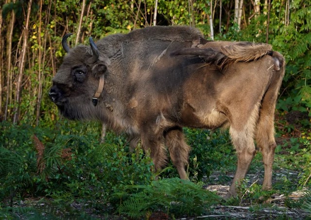 Depois de 6.000 anos bisões retornam à Inglaterra