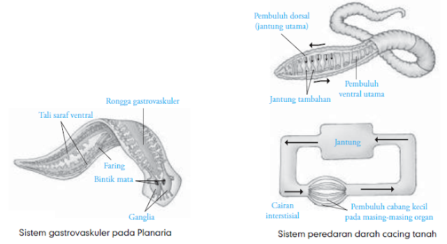  Sistem  Peredaran Darah Hewan  Vertebrata Invertebrata 