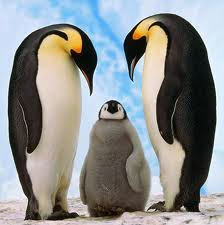 penguin emperor