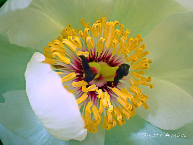 Paeonia japonica