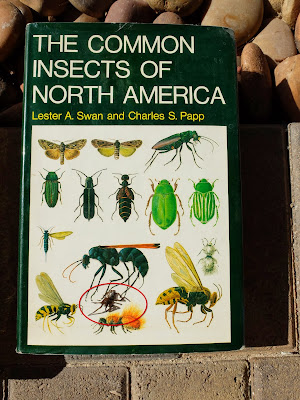 Kukulcania arizonica on an insect book – wrong book for spiders.