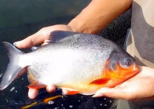 Contoh Umpan Mancing Ikan Bawal Harian Buatan Sendiri