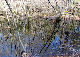 reflections along the trail side