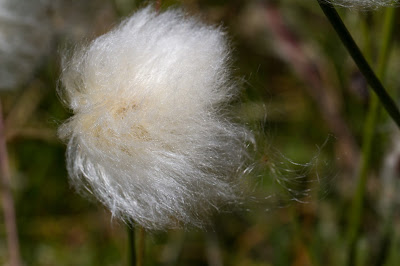 Eriophorum sp. - Cottongrass head.