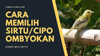 cipoh gacor,cipoh kacat,beda cipoh jantan dan betina,cara memilih sirtu ombyokan,harga cipoh gacor,burung sirtu jantan,burung sirtu gacor,cara merawat sirtu ombyokan agar tidak mati,makanan burung sirtu anakan,makanan sirtu biar cepat gacor,makanan burung sirtu anakan