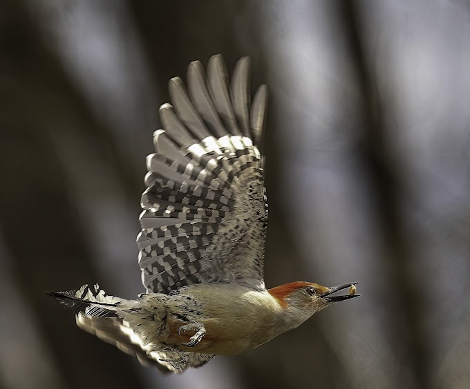 Wings in the Wind 