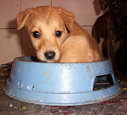 Puppy in food bowl