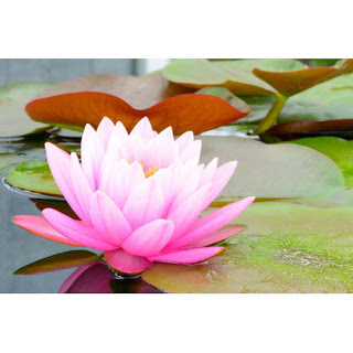 Rayhan wallpaper is biutifull Walmart theme lotus lily