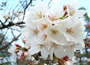 70+ Ide Sketsa Pemandangan Bunga Sakura, Gambar Pemandangan