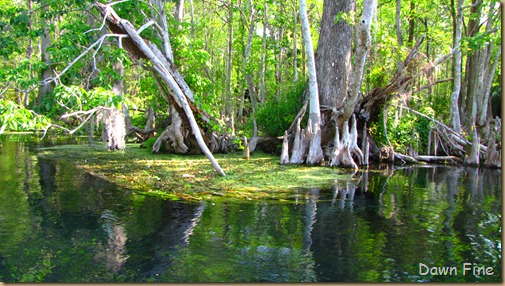 Silver Springs State Park_060