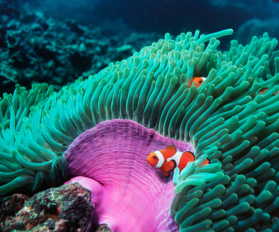 anemone anemon ukwiał sea flower