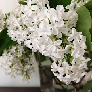 white lilac, flowers, vase, floral display