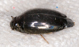 Whirligig Beetle, Gyrinus substriatus.  In my garden light trap in Hayes on 3 July 2014.