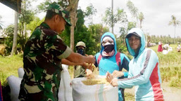 Masa Panen Tiba...! Babinsa di Polman Kawal Serapan Gabah Petani Ke Bulog...