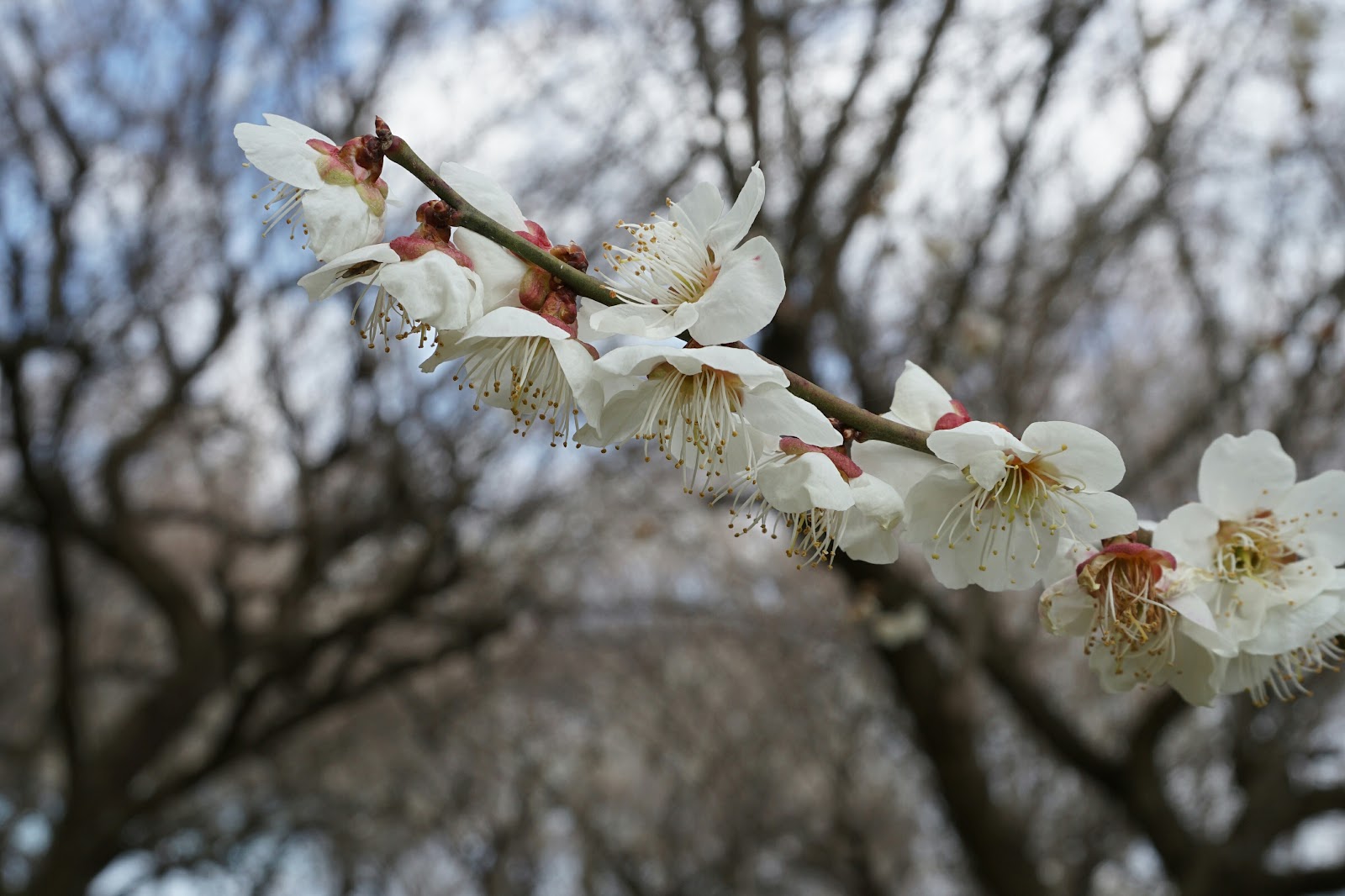 白梅の花咲いた小枝