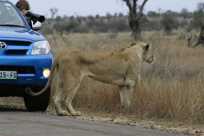 kruger south africa