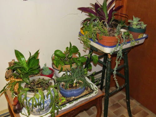 houseplants