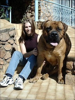 Giant Dogs, How Big It Can Get