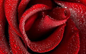 Tải hình nền hoa hồng tuyệt đẹp