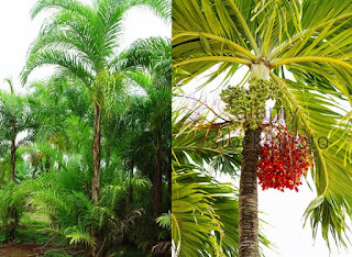 Palem Bactris gasipaes - identify garden plants, rock garden plants, garden decor, indoor plants, garden plants bible, garden plants png, garden plants vs zombies, garden plants list - 29 Jenis Tanaman yang Sering Dijadikan Penghias Taman - honaylandscape.blogspot.com