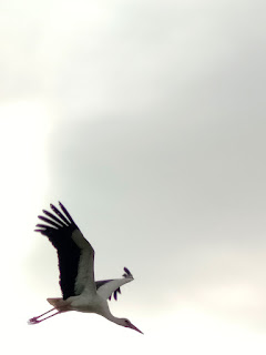 Stork flying past