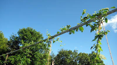 Hop trellis, Minnesota, Cascade, Beer, Cones, Lupulin,