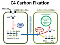 C4Fixation4