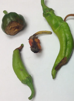 Image of pepper fruit dark brown spots at the blossom end of the fruit