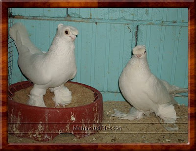 Uzbek pigeons for sale