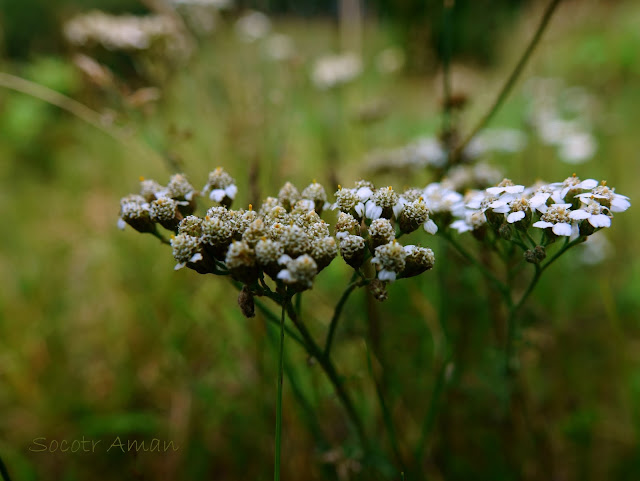 Achillea alpina