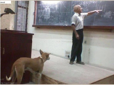Dog in the class