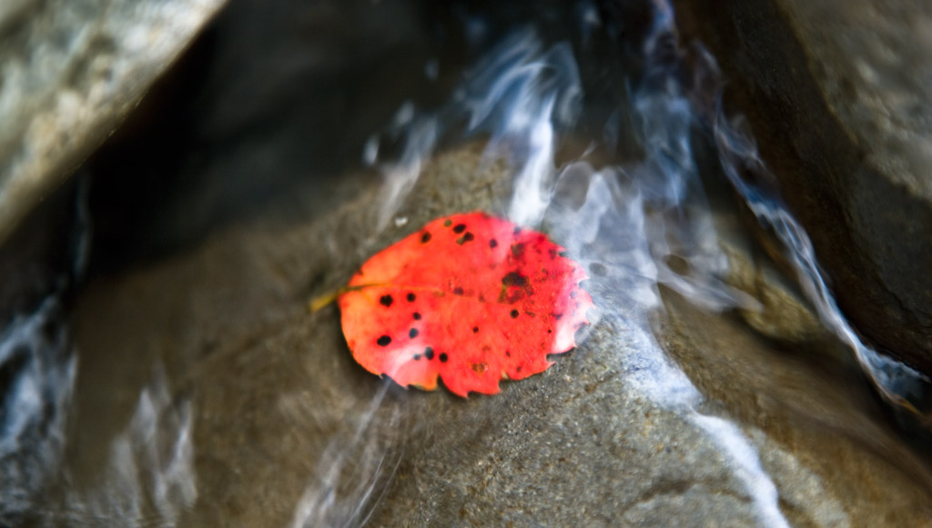 Nothofagus fusca leaf in river Red beech Nothofagus fusca leaf in the Nothofagus fusca leaf in river Red beech Nothofagus fusca leaf in the