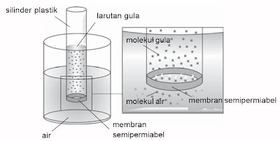  Pernahkah kau sakit dan dirawat di rumah sakit Pintar Pelajaran Rumus Tekanan Osmotik (π), Osmosis, Larutan Hipertonik, Isotonik, Hipotonik, Membran Semipermiabel, Contoh Soal, Praktikum