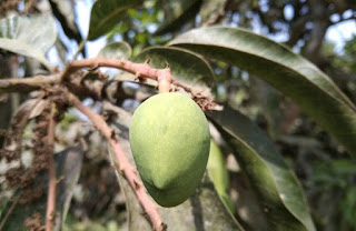 আমের গুটি ঝরা রোধ করতে চাইলে