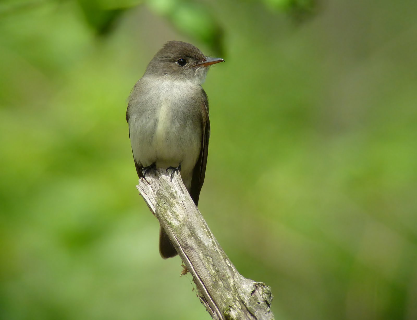 Birds: Eastern Wood-Pewee