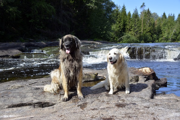 leonberger golden retriever