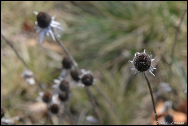 DSC_0276 (7)
