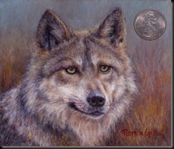 Canis lupus baileyi_mexican wolf_web