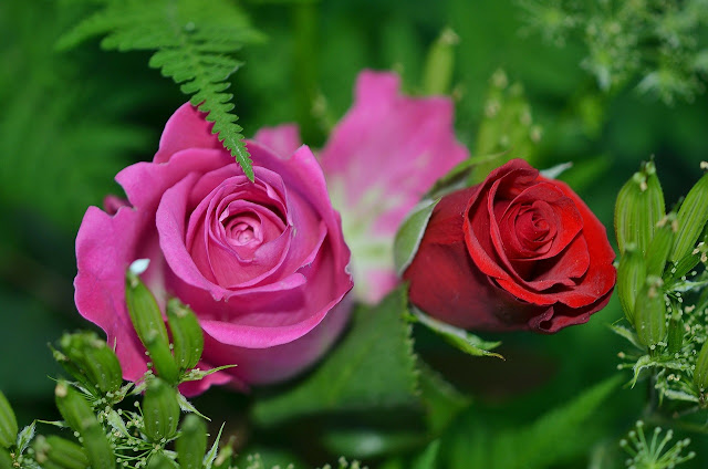 red or pink roses