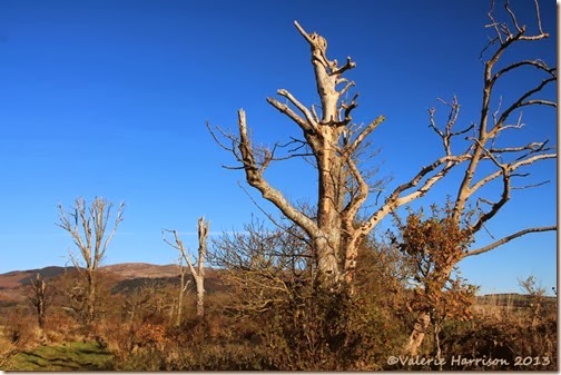 53-dead-trees