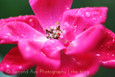 Photography, Photographer, patchogue, photoblog, macro photography, flowers, insects, water, spider web, macro, Virginia photographer, nature, 