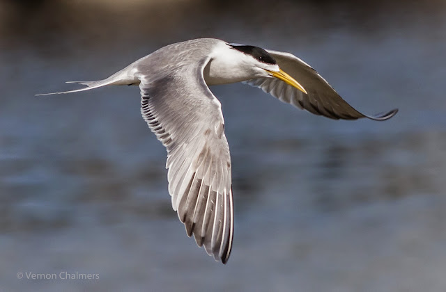 Swift Tern in Flight- Milnerton Lagoon / Woodbridge Island, Cape Town