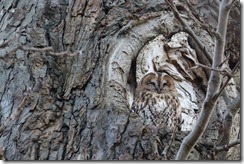 tawnyowl