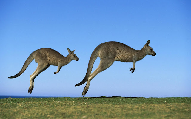 Kangaroo Wallpapers