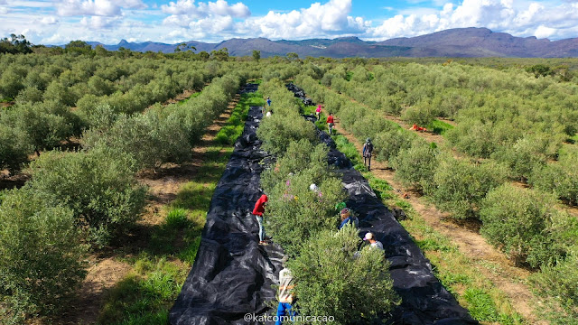  Rio de Contas produz primeiro azeite de Oliva da Bahia