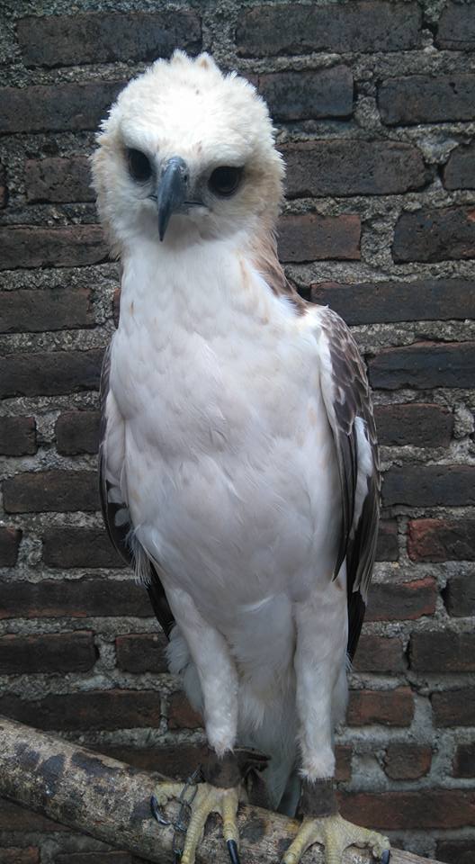  Gambar  Harga Burung  Elang  Anakan Hewan Indonesia Jual Beli 