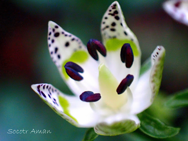 Swertia bimaculata