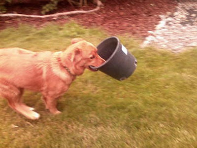 Annieinaustin, garden dog