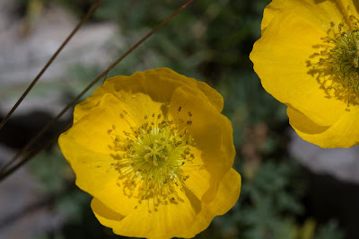 Papaver aurantiacum – Rhaetian Poppy (Papavero delle Alpi Retiche).